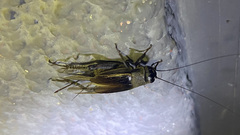 Gryllus lineaticeps