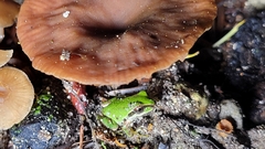 Lactarius carbonicola