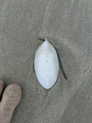 Sepia mestus