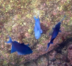 Odonus niger