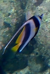 Heniochus acuminatus