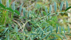 Astragalus flexuosus