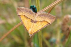 Anachloris subochraria
