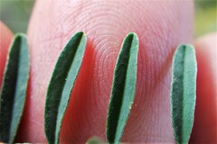 Astragalus flexuosus