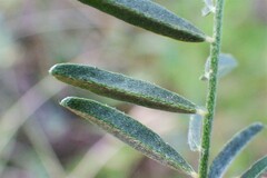 Astragalus flexuosus