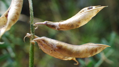 Astragalus flexuosus