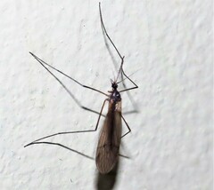 Trichocera