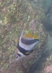 Heniochus acuminatus