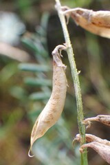 Astragalus flexuosus