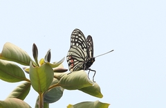 Hestina assimilis
