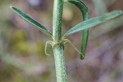 Astragalus flexuosus