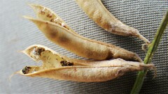 Astragalus flexuosus