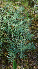 Astragalus flexuosus