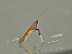 Caloptilia azaleella
