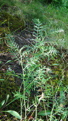 Astragalus flexuosus
