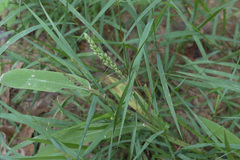 Urochloa texana