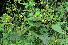 Smallanthus maculatus