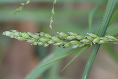 Urochloa texana