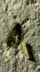 Ululodes quadripunctatus