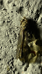 Ululodes quadripunctatus