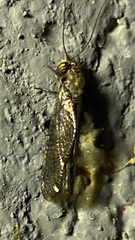Ululodes quadripunctatus
