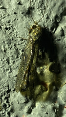 Ululodes quadripunctatus