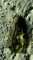 Ululodes quadripunctatus