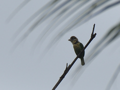 Psilopogon viridis
