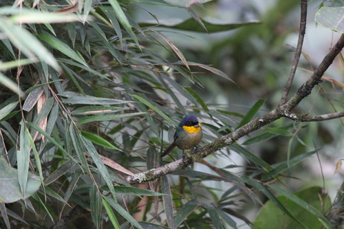 Yellow-throated Tanager (Iridosornis analis), photo 3