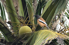 Dendrocitta vagabunda