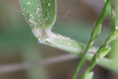 Urochloa texana