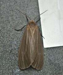 Pagara simplex