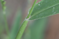 Urochloa texana