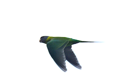 Psittacula cyanocephala