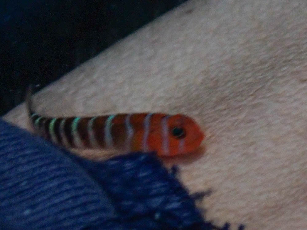 Widebanded Cleaning Goby photo 5