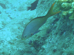 Cephalopholis colonus
