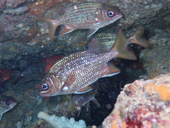 Neoniphon suborbitalis