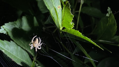 Eriophora edax