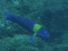 Thalassoma lucasanum