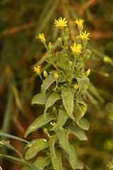 Heterotheca grandiflora