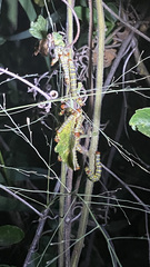 Didugua argentilinea