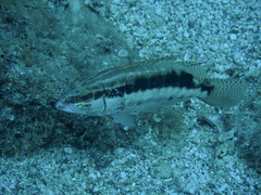 Serranus psittacinus