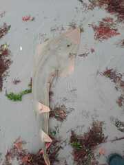 Pseudobatos planiceps