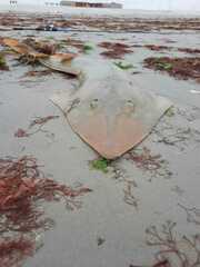 Pseudobatos planiceps