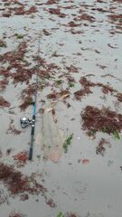 Pseudobatos planiceps