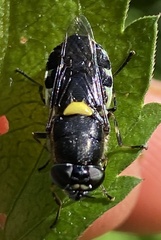 Odontomyia hunteri