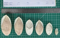 Sepia mestus