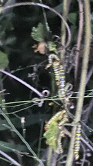 Didugua argentilinea