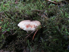 Russula crassotunicata