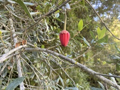 Crinodendron hookerianum